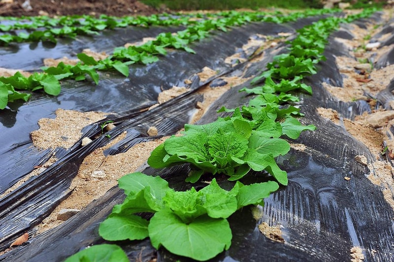 핫도그342애견글램핑카라반 주식회사 시설 사진 4