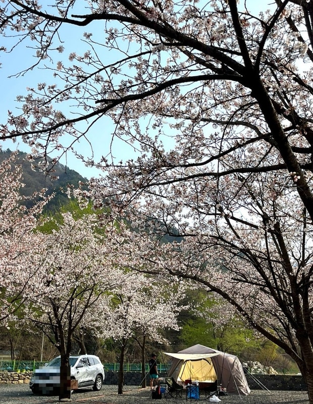[영월 산솔오토캠핑장] 2025 벚꽃캠 성공적/벚꽃만개시기...
