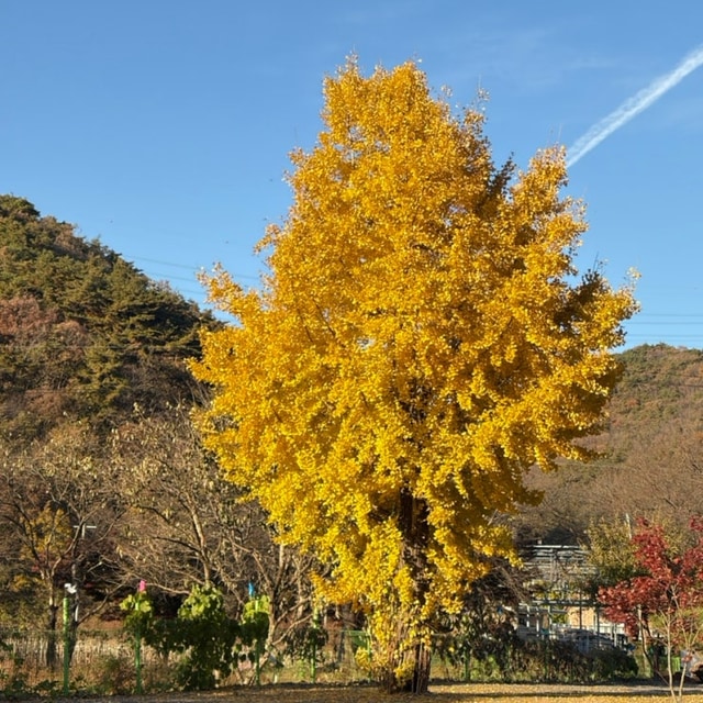 거목 글램핑 대표 사진