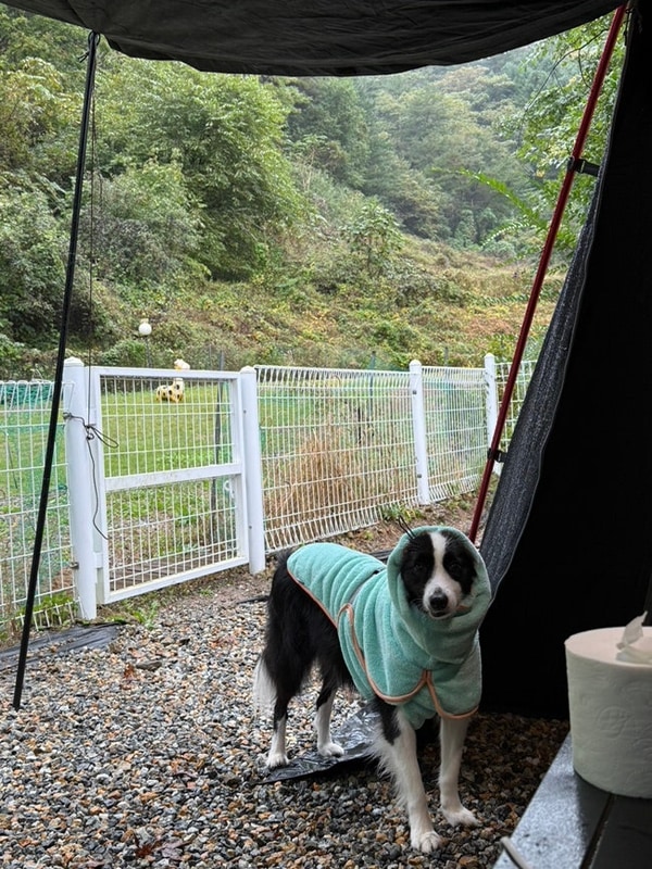 애견동반캠핑장:)횡성 개별 울타리 자작자작캠핑장D2구역...