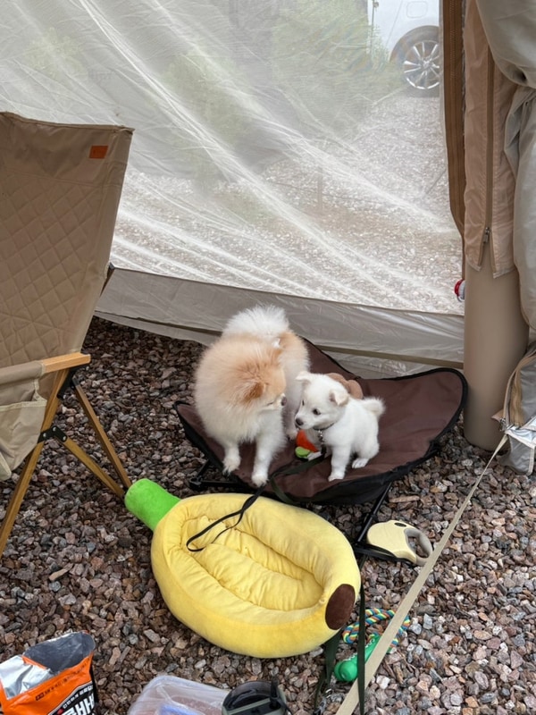 파주 탄현 성수 캠핑장 A2 사이트 애견 동반