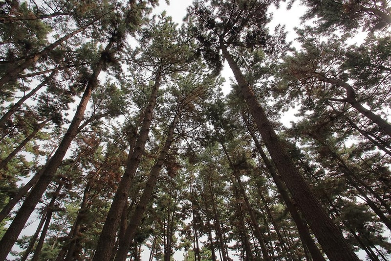 솔내음 야영장 시설 사진 15