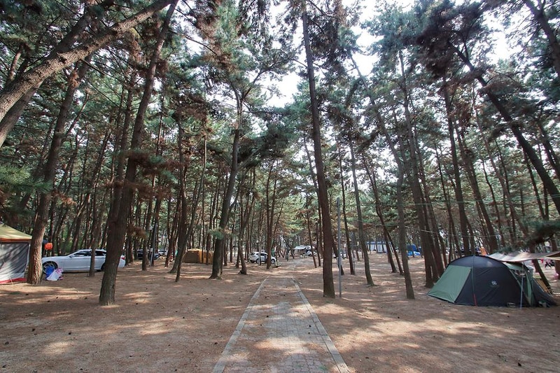 솔내음 야영장 시설 사진 4
