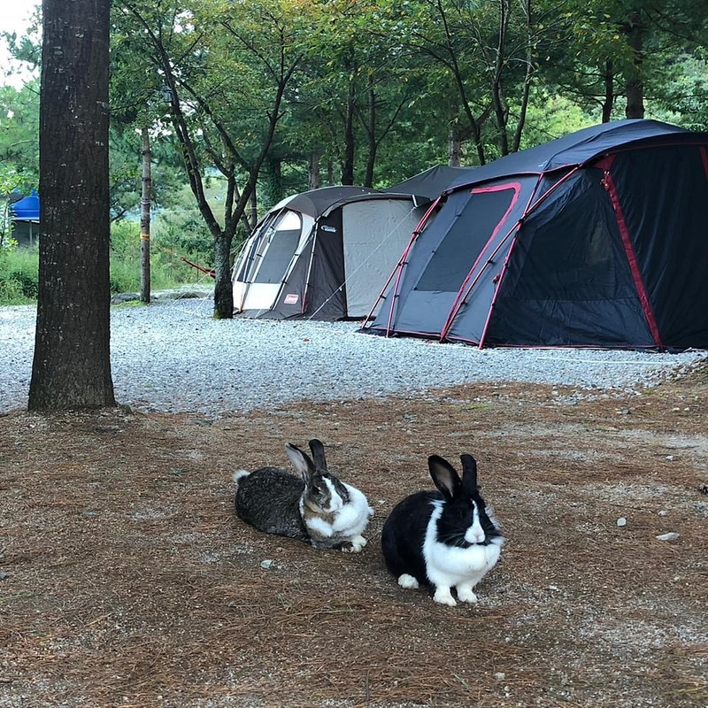 덕동리301캠핑장 시설 사진 9