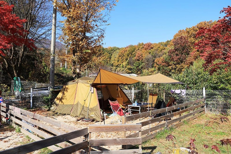 위드독스in포천 시설 사진 16