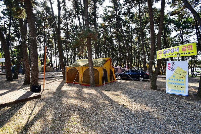 춘장대 중앙솔밭캠핑 시설 사진 2