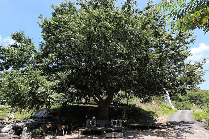 칠갑산도림휴양림캠핑장 시설 사진 4