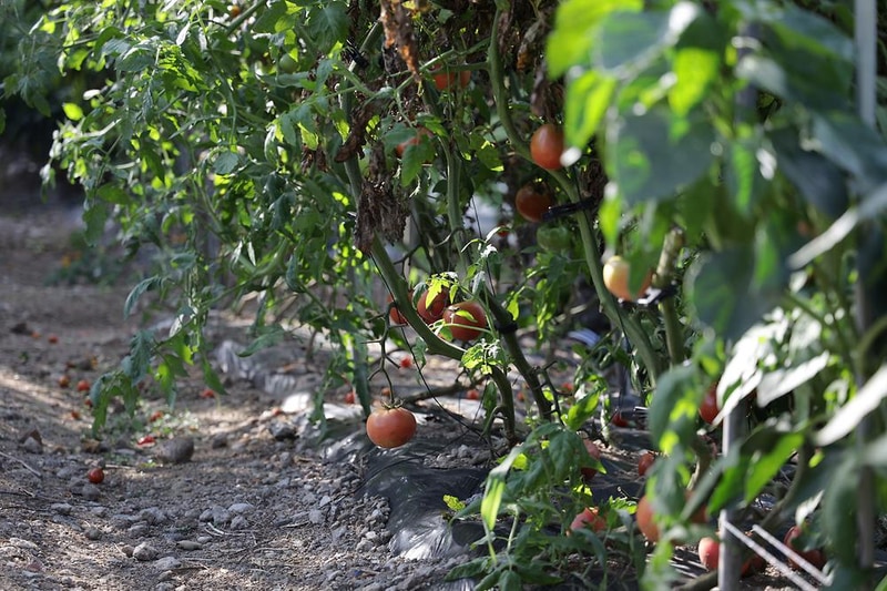 밤개울캠핑장 시설 사진 23