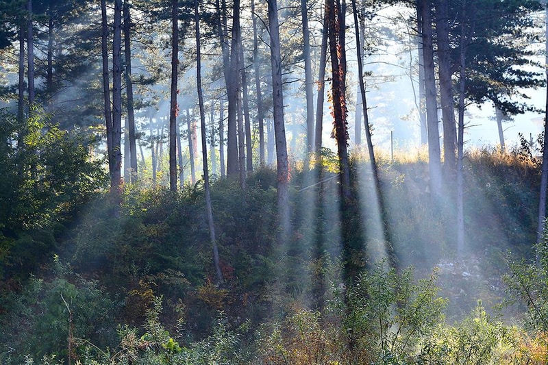캠프수풀이 시설 사진 5