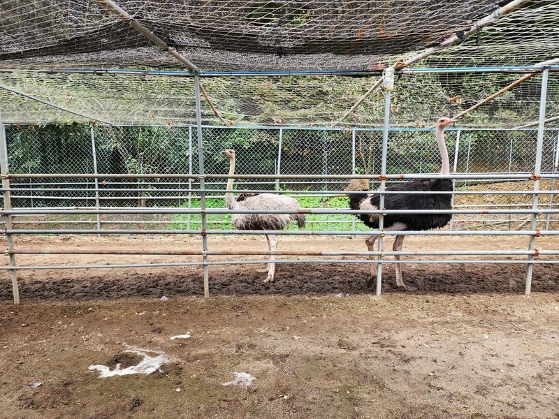 럭셔리 안성(M) 글램핑장 시설 사진 18