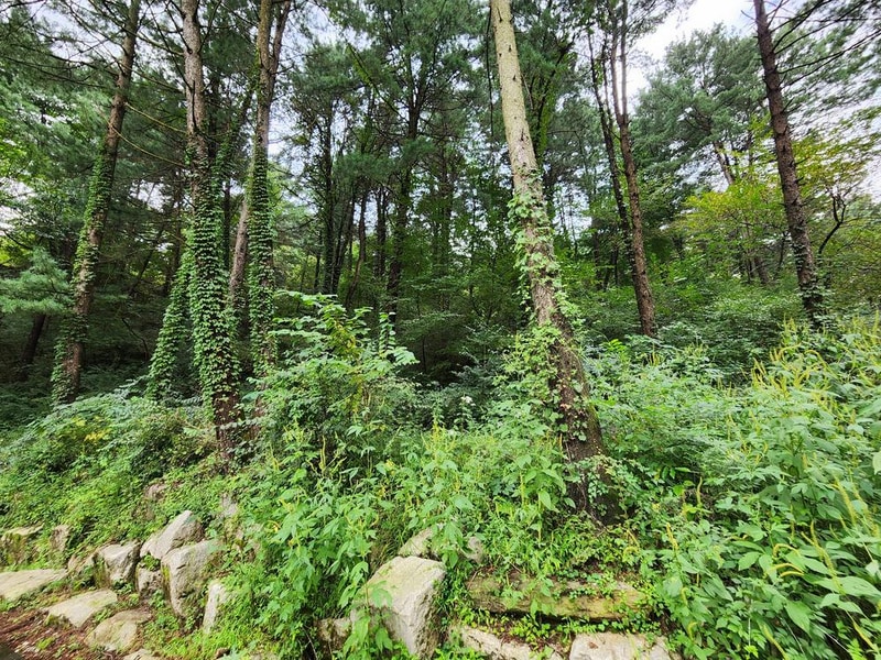 잣숲캠핑장 시설 사진 17