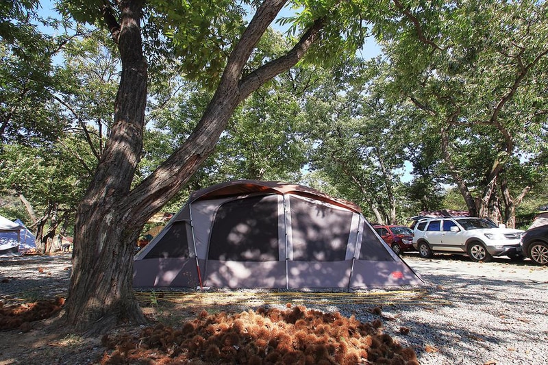 초평밤나무 시설 사진 1