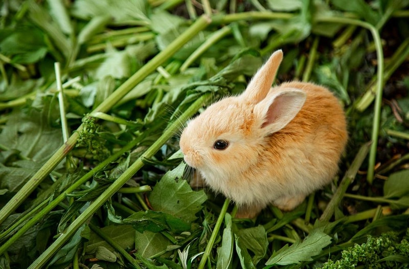 에이원 글램핑 관광농원 시설 사진 26