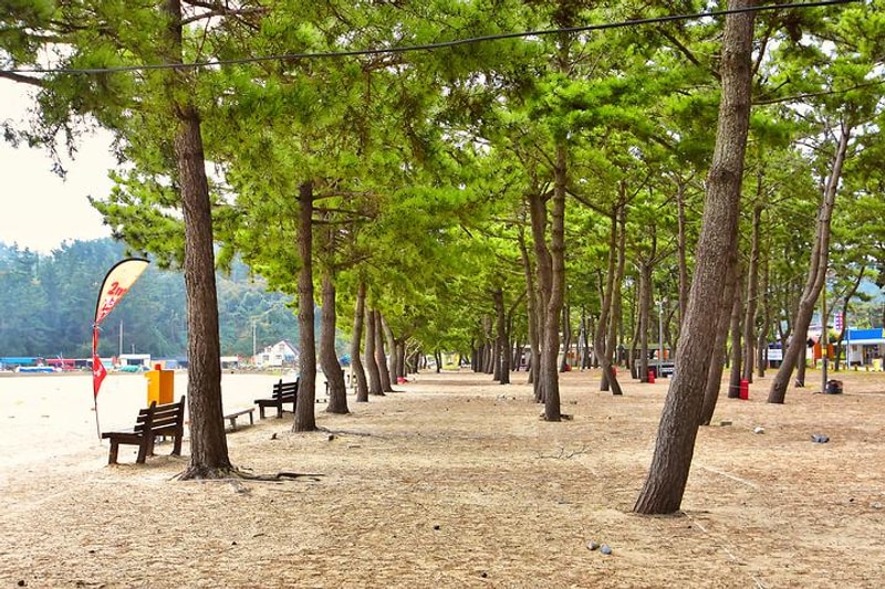 연포제1야영장 대표 사진