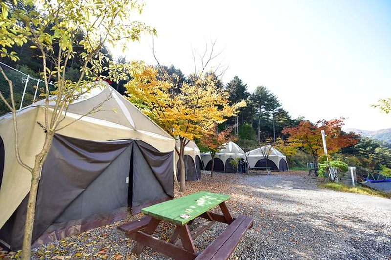 동물카라반 대표 사진