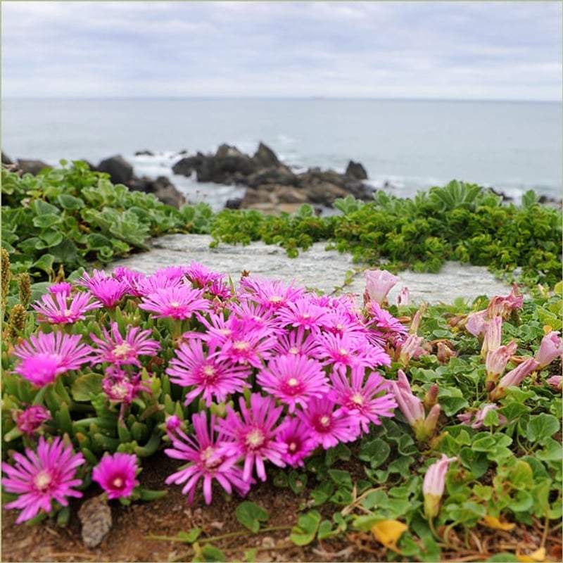 풍경