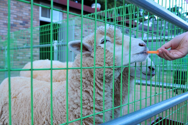 알프스농원캠핑장 시설 사진 21