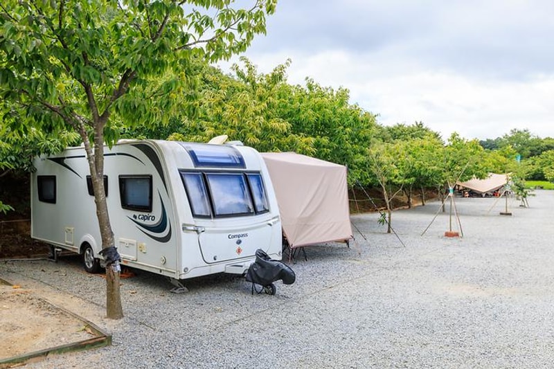 트리팜 관광농원 대표 사진