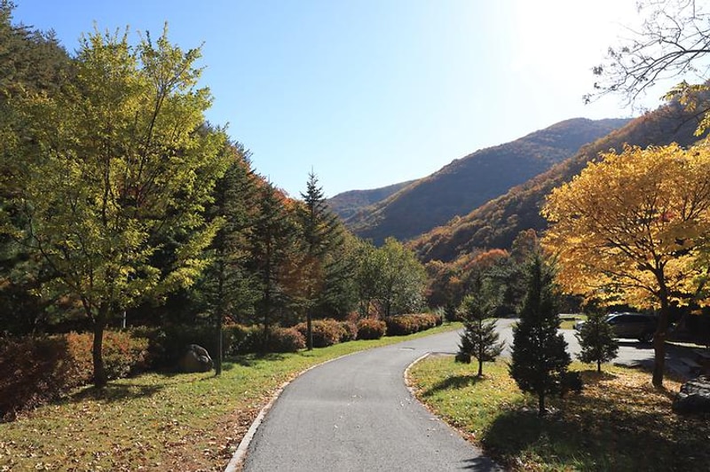 도사곡자연휴양림야영장 대표 사진