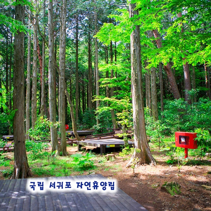 서귀포 자연휴양림 야영장