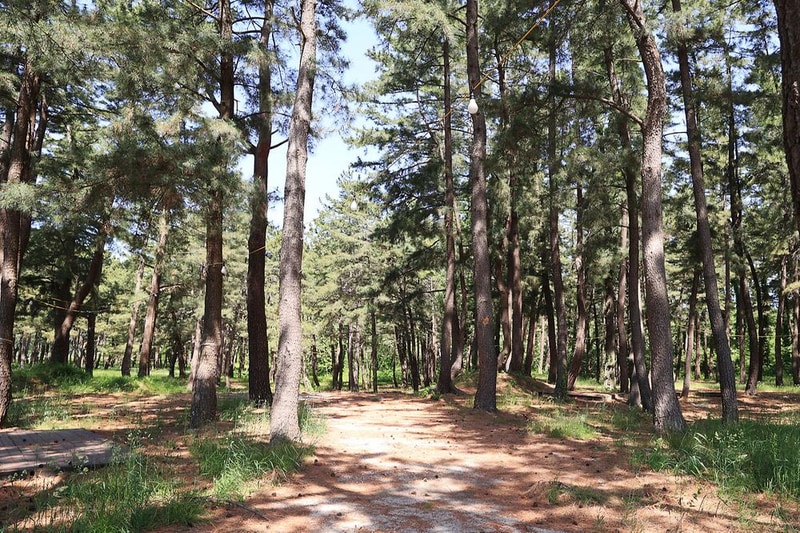 솔밭야영장 시설 사진 15