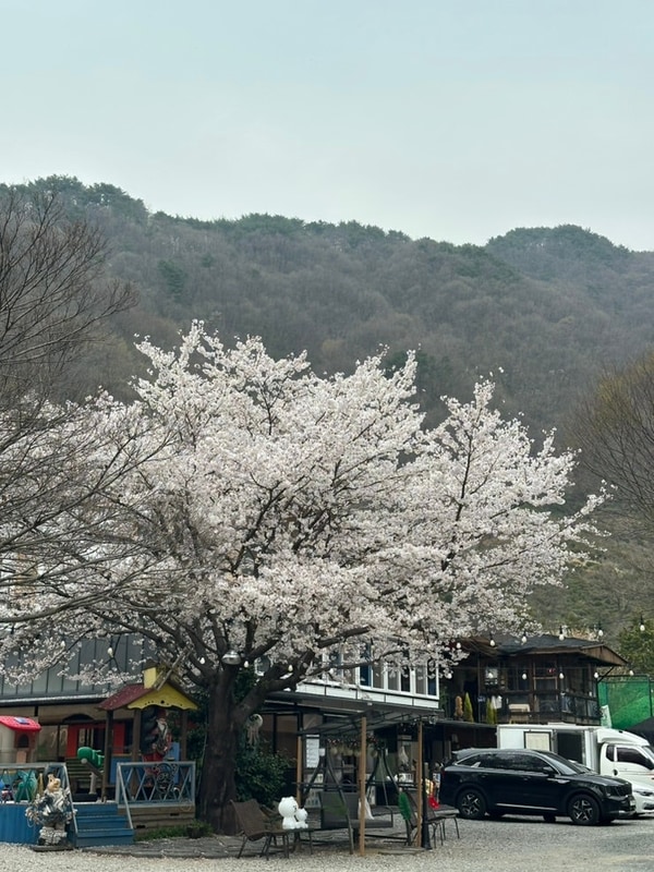 지리산 벚꽃 카라반 캠핑장 대표 사진
