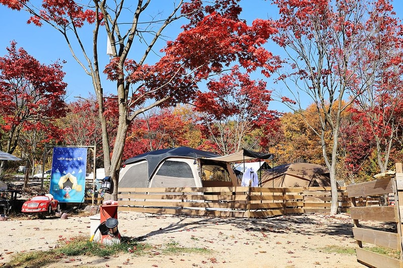 위드독스in포천 시설 사진 9