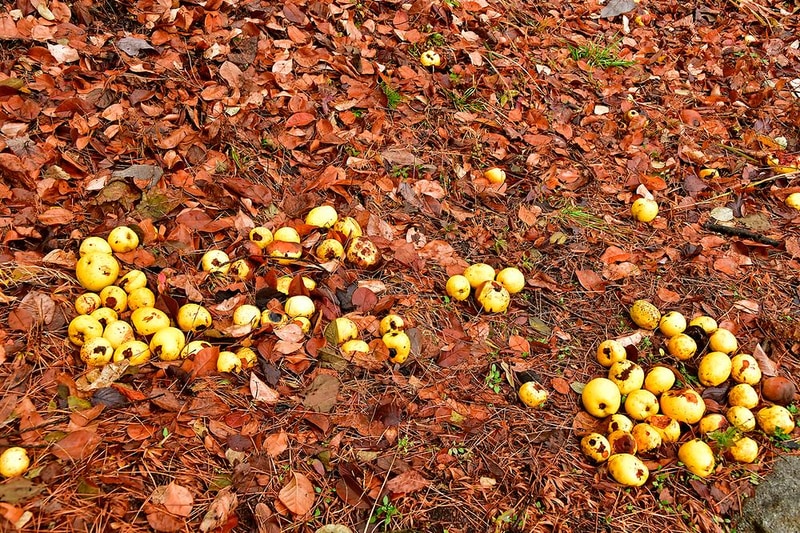 느랭이골 자연휴양림 일반야영장 시설 사진 3