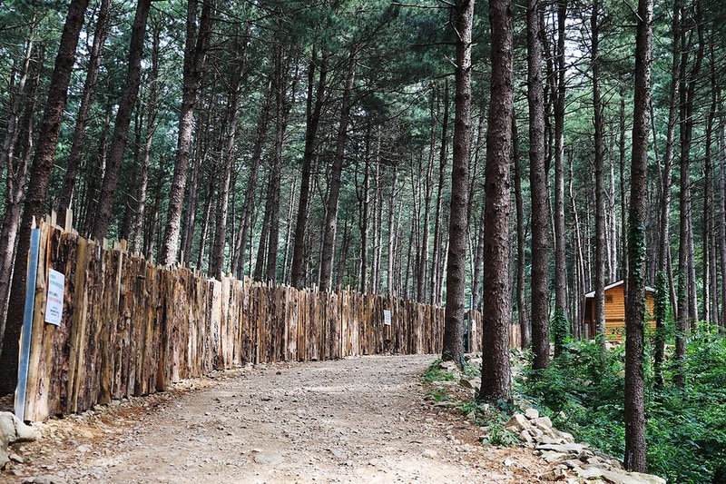 호명산잣나무숲속캠핑장 시설 사진 9