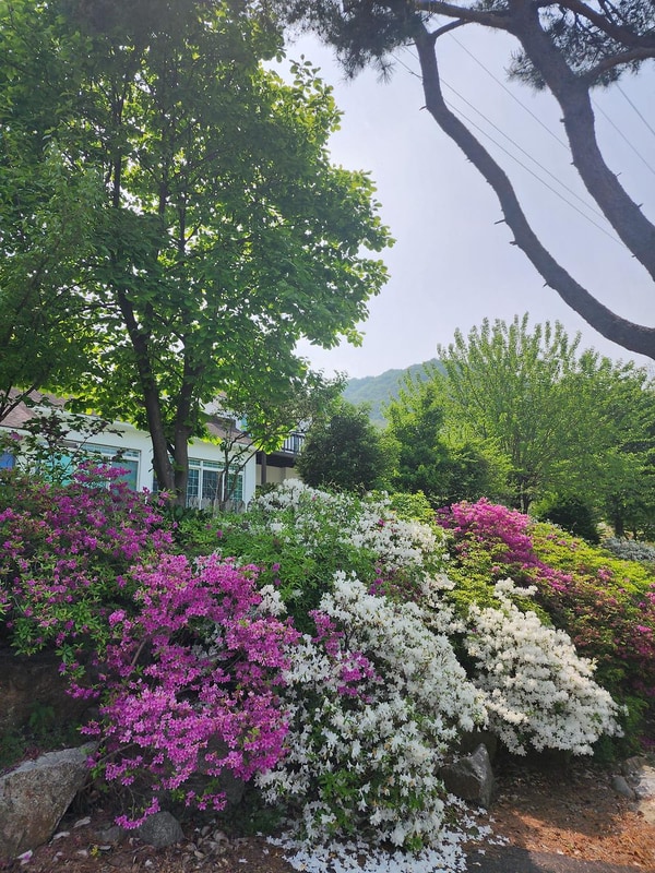 코알라캠핑장 시설 사진 21