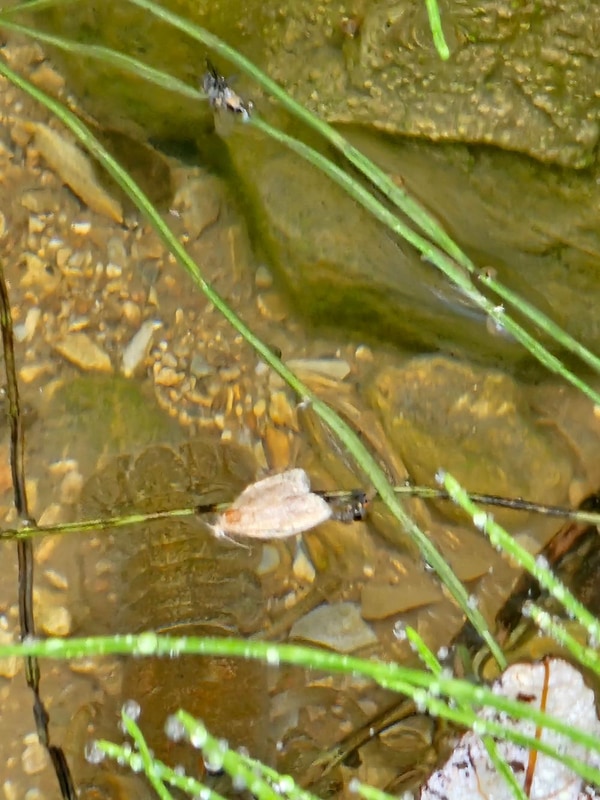 단양 별마루캠핑장 시설 사진 79