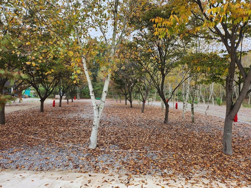 나무와 쉬리 시설 사진 20