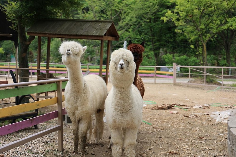 팜스프링 야영장 시설 사진 2