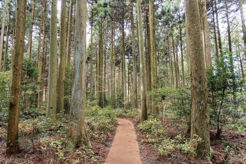 붉은오름 자연휴양림 숲속 야영장 시설 사진 10