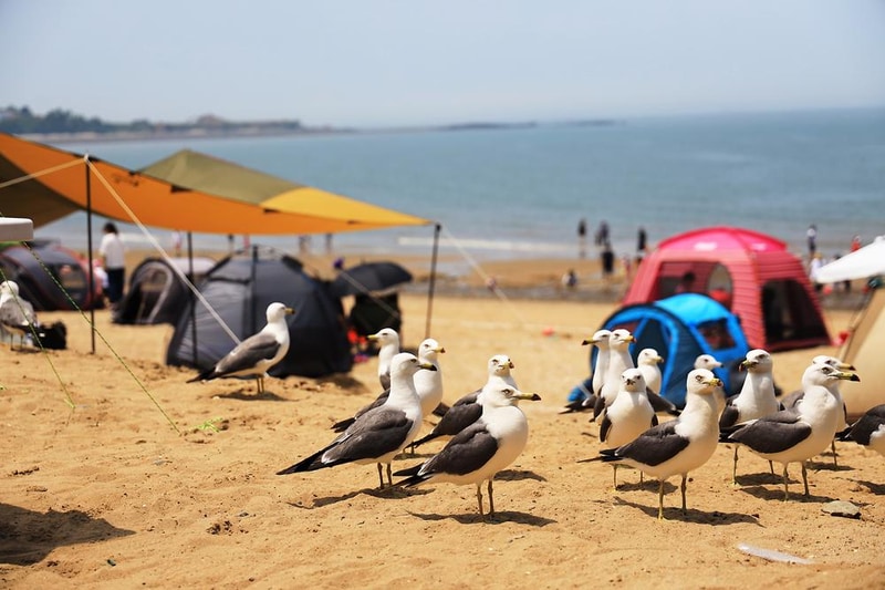 십리포해수욕장 야영장 시설 사진 6
