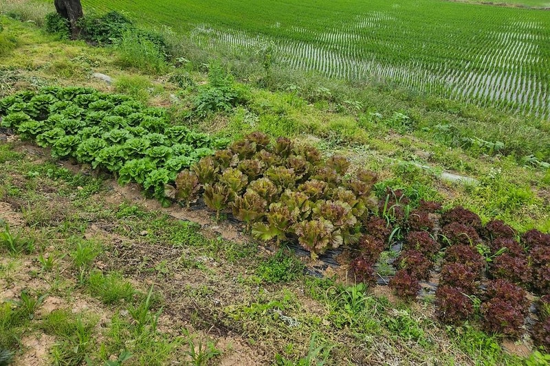 푸르미르 관광농원 시설 사진 10