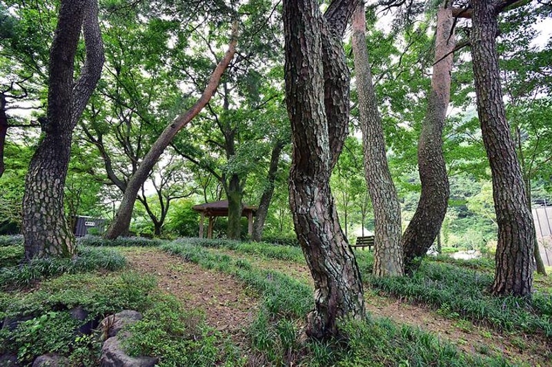 천하장사골야영장 대표 사진