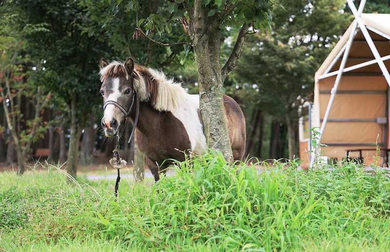 녹고뫼캠핑장 관광농원 시설 사진 36