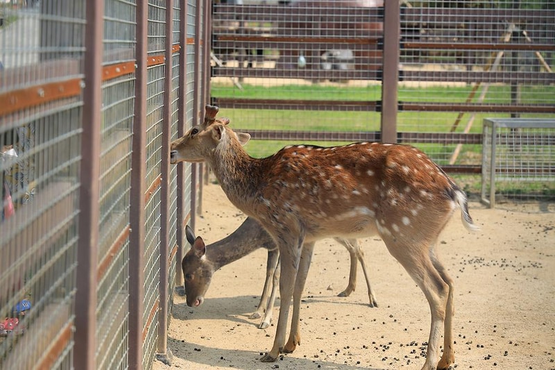 펫힐링 달빛동물원 캠핑장 시설 사진 7