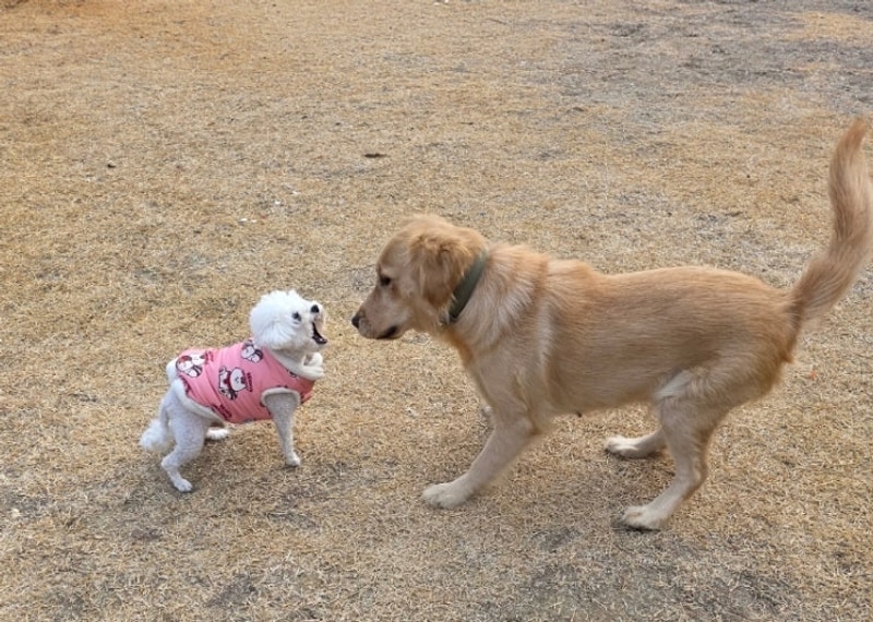 펫 트리파크 대표 사진