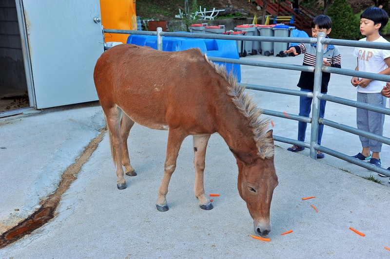 소나무농원 캠핑장 시설 사진 20