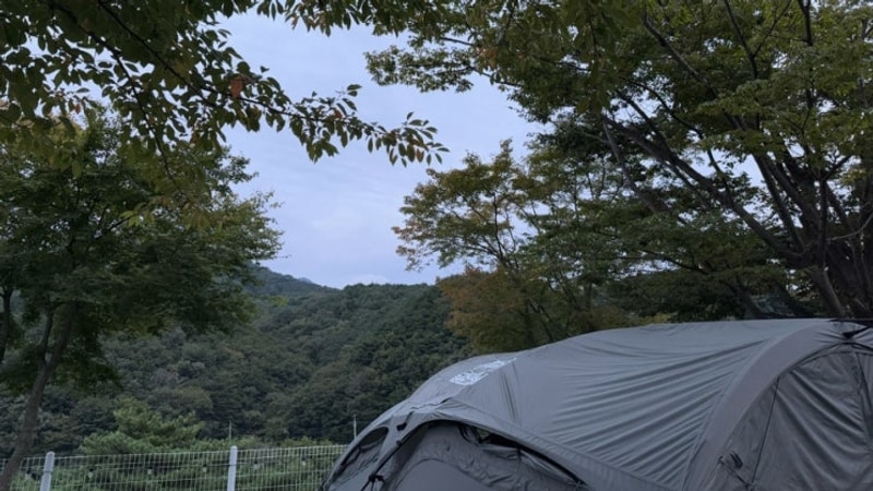 캠프 포레스트