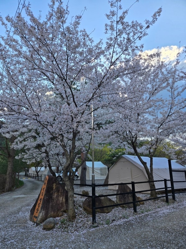 26년 4월 삼척 엘림 캠핑장