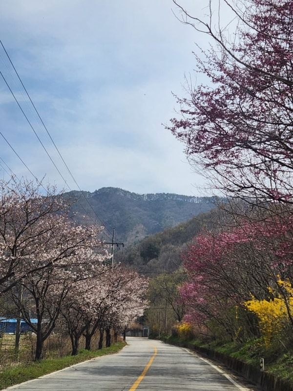 봄날 벚꽃 아래, 가족과 함께한 너와두리농촌캠핑장 캠핑 이야기