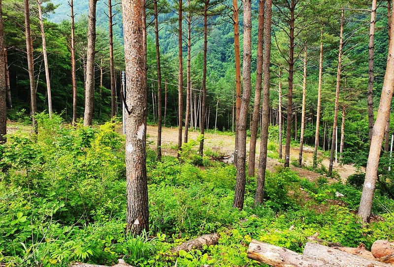 바람부리 별밤 캠핑장 시설 사진 38