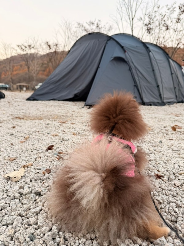 포레스트사운드 캠핑장 대표 사진