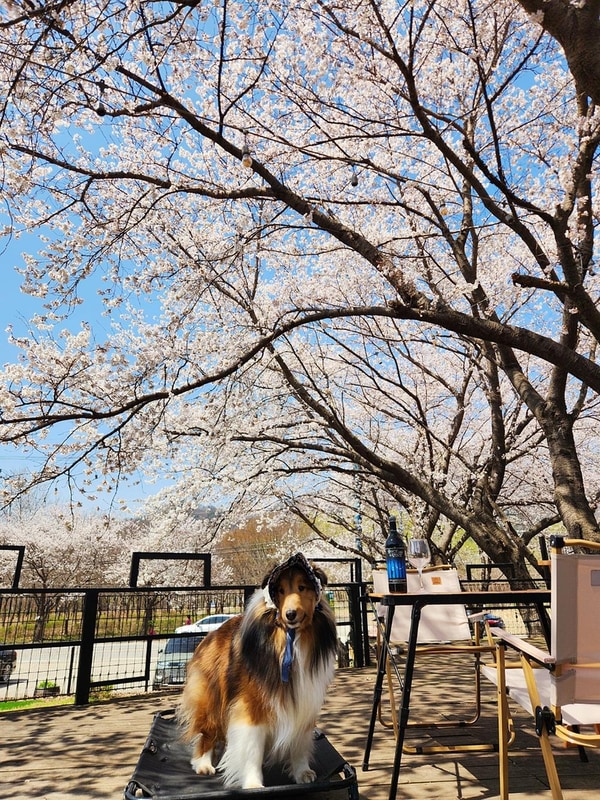 펫밀리애견파크타운 시설 사진 2