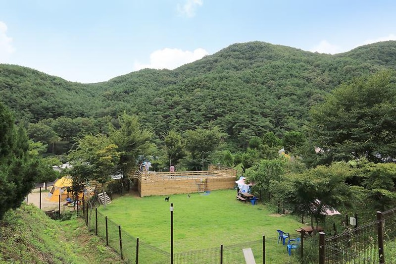 트리독스 애견전용캠핑장 대표 사진
