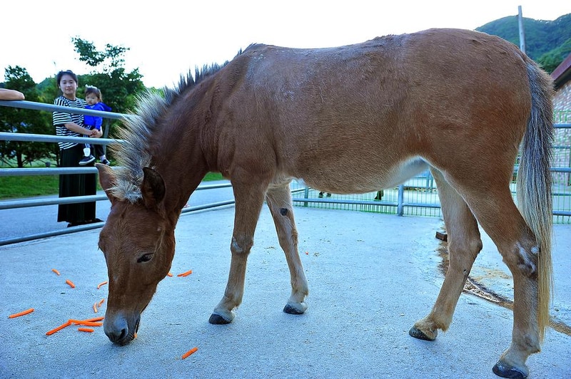 알프스농원캠핑장 시설 사진 2
