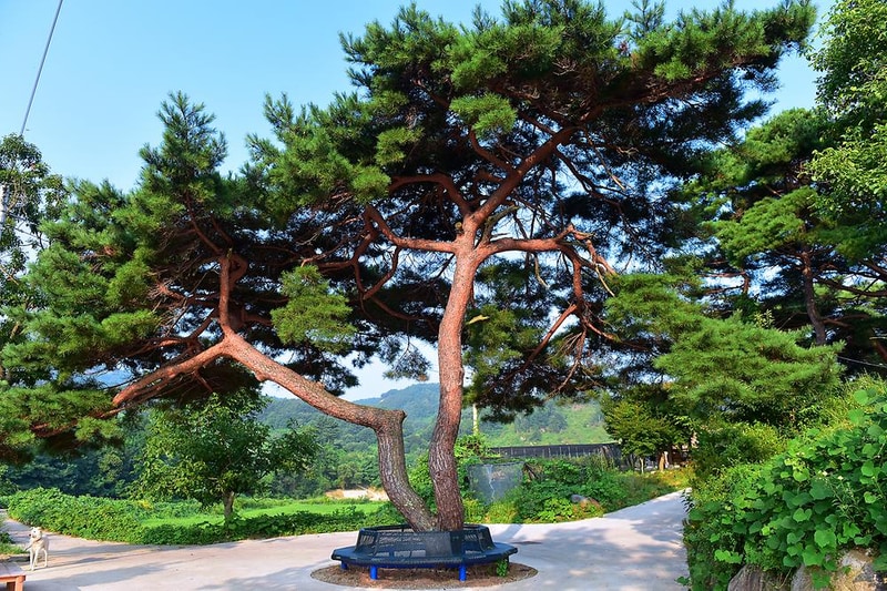 무주 솔밭야영장 시설 사진 8